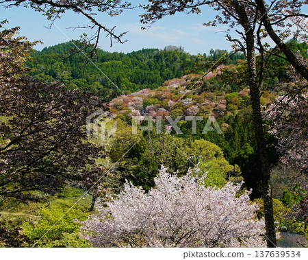 Yoshinoyama Sakura Nara 137639534