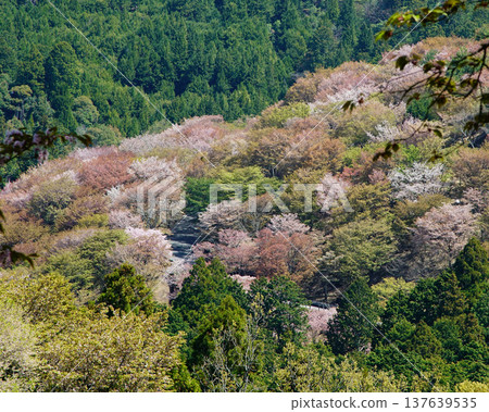 奈良吉野山櫻 奈良吉野山櫻 137639535