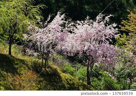 Yoshinoyama Sakura Nara 137639539