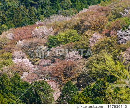 奈良吉野山櫻 奈良吉野山櫻 137639540