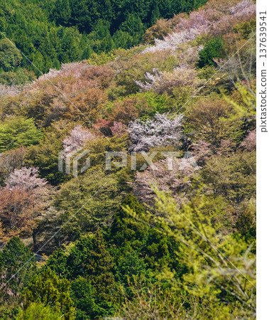奈良吉野山櫻 奈良吉野山櫻 137639541