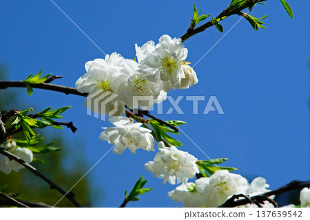 Yoshinoyama Sakura Nara Yoshinoyama Sakura Nara 137639542