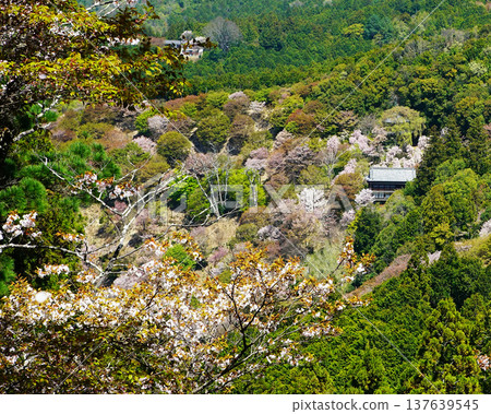 奈良吉野山櫻 137639545
