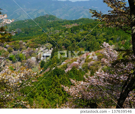 奈良吉野山櫻 137639546