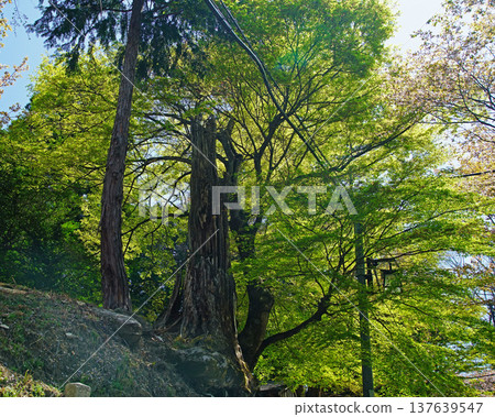 奈良吉野山櫻 奈良吉野山櫻 137639547