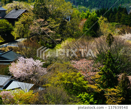 奈良吉野山櫻 137639548