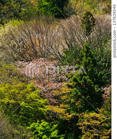 Yoshinoyama Sakura Nara Yoshinoyama Sakura Nara 137639549