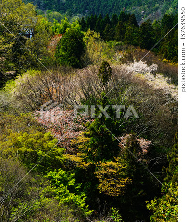 Yoshinoyama Sakura Nara Yoshinoyama Sakura Nara 137639550