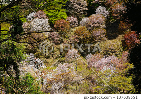 Yoshinoyama Sakura Nara Yoshinoyama Sakura Nara 137639551