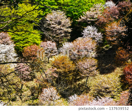 Yoshinoyama Sakura Nara 137639552
