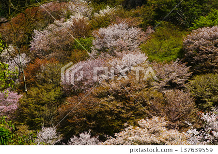 奈良吉野山櫻 奈良吉野山櫻 137639559