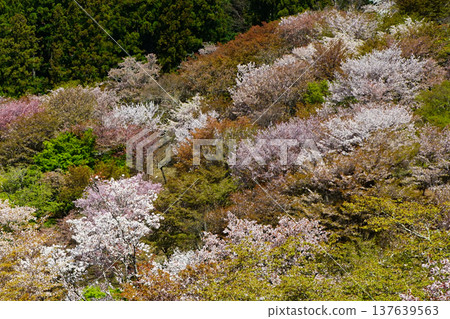 Yoshinoyama Sakura Nara 137639563