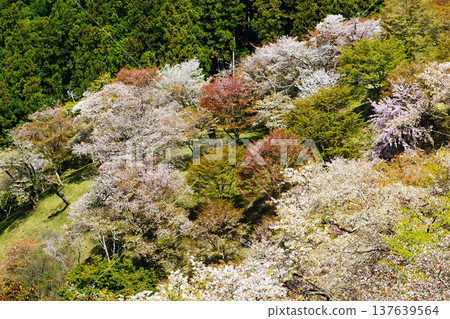 Yoshinoyama Sakura Nara 137639564