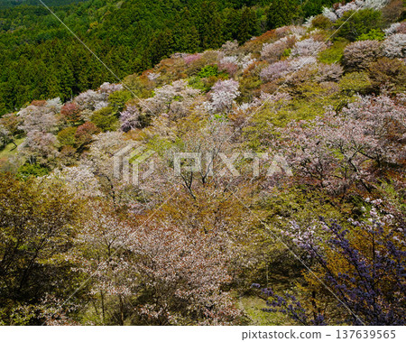 Yoshinoyama Sakura Nara 137639565