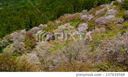 Yoshinoyama Sakura Nara 137639566
