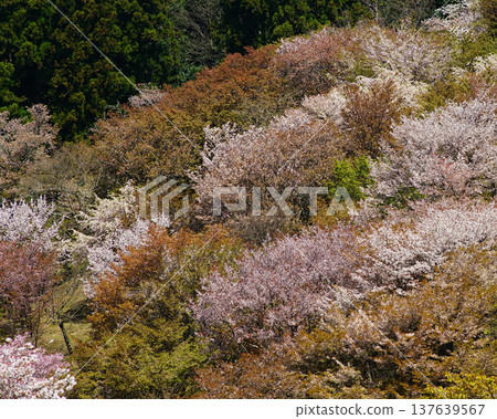 Yoshinoyama Sakura Nara 137639567