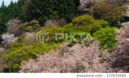 Yoshinoyama Sakura Nara Yoshinoyama Sakura Nara 137639568