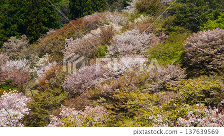 Yoshinoyama Sakura Nara Yoshinoyama Sakura Nara 137639569