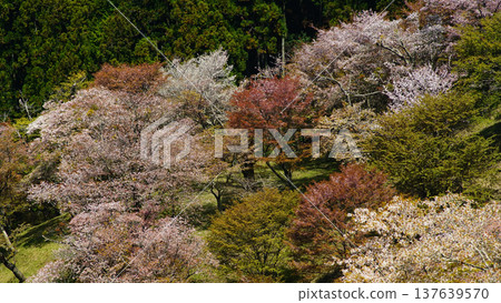 Yoshinoyama Sakura Nara Yoshinoyama Sakura Nara 137639570
