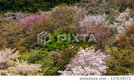 奈良吉野山櫻 137639572