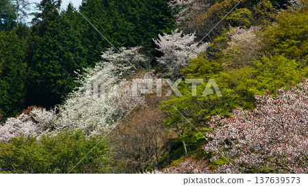 Yoshinoyama Sakura Nara Yoshinoyama Sakura Nara 137639573