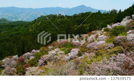 Yoshinoyama Sakura Nara Yoshinoyama Sakura Nara 137639575