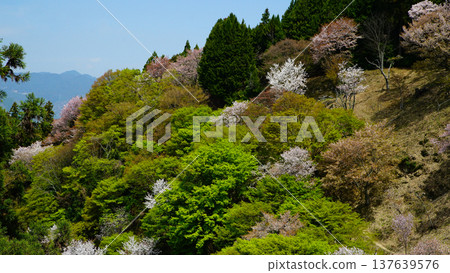 奈良吉野山櫻 奈良吉野山櫻 137639576