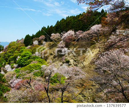 Yoshinoyama Sakura Nara 137639577