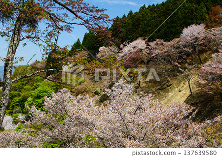 奈良吉野山櫻 137639580