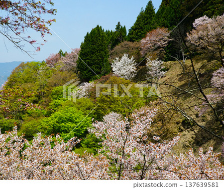 奈良吉野山櫻 137639581