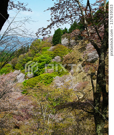 Yoshinoyama Sakura Nara Yoshinoyama Sakura Nara 137639583
