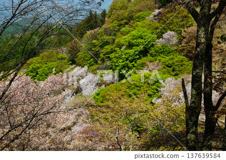 奈良吉野山櫻 奈良吉野山櫻 137639584