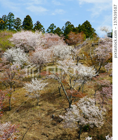 Yoshinoyama Sakura Nara Yoshinoyama Sakura Nara 137639587