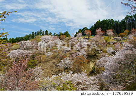 Yoshinoyama Sakura Nara 137639589