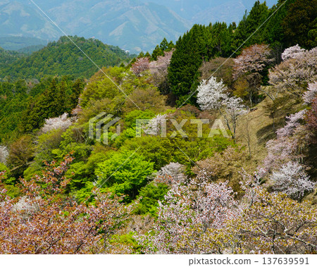 Yoshinoyama Sakura Nara Yoshinoyama Sakura Nara 137639591