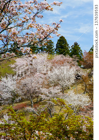 Yoshinoyama Sakura Nara Yoshinoyama Sakura Nara 137639593