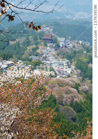 奈良吉野山櫻 137639596