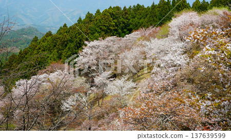 Yoshinoyama Sakura Nara 137639599