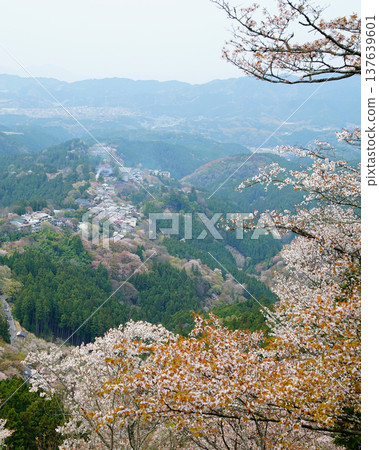 Yoshinoyama Sakura Nara Yoshinoyama Sakura Nara 137639601