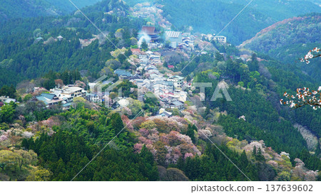 Yoshinoyama Sakura Nara Yoshinoyama Sakura Nara 137639602