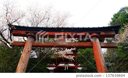 Yoshinoyama Sakura Nara Yoshinoyama Sakura Nara 137639604