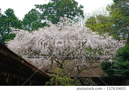 Yoshinoyama Sakura Nara Yoshinoyama Sakura Nara 137639605