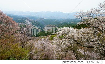Yoshinoyama Sakura Nara Yoshinoyama Sakura Nara 137639610