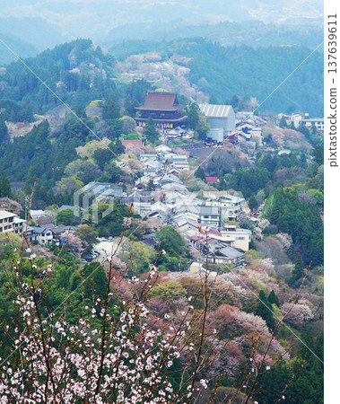 奈良吉野山櫻 奈良吉野山櫻 137639611