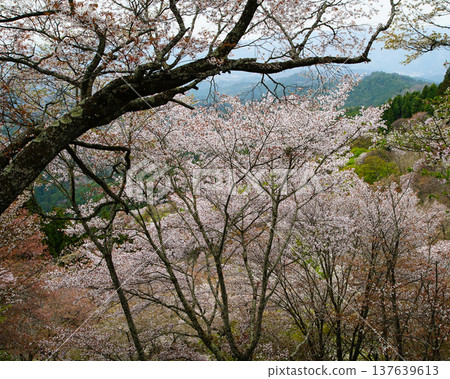 Yoshinoyama Sakura Nara Yoshinoyama Sakura Nara 137639613