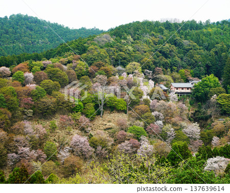 奈良吉野山櫻 奈良吉野山櫻 137639614