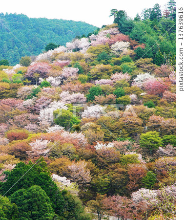 Yoshinoyama Sakura Nara Yoshinoyama Sakura Nara 137639616