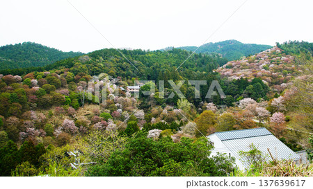 Yoshinoyama Sakura Nara Yoshinoyama Sakura Nara 137639617