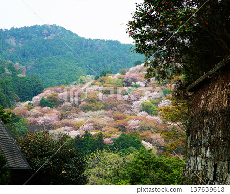 Yoshinoyama Sakura Nara Yoshinoyama Sakura Nara 137639618