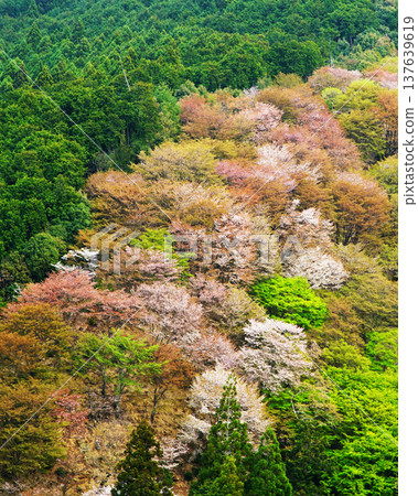 Yoshinoyama Sakura Nara Yoshinoyama Sakura Nara 137639619